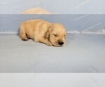 Small #1 Golden Retriever