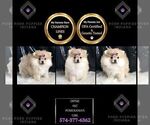Small Photo #35 Pomeranian Puppy For Sale in WARSAW, IN, USA