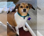 Small #3 Beagle Mix