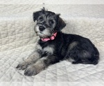 Puppy Puppy 1 Suzy Schnauzer (Miniature)