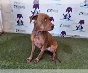 Mutt Dogs for adoption in Orlando, FL, USA