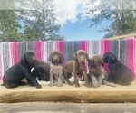 Small Photo #2 German Shorthaired Pointer Puppy For Sale in GRAND ISLAND, NE, USA