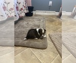 Small Shetland Sheepdog