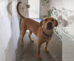 Small #3 Labrador Retriever Mix