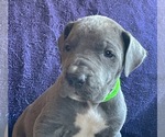 Small Photo #4 Great Dane Puppy For Sale in SALEM, NJ, USA