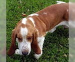 Small #1 Basset Hound