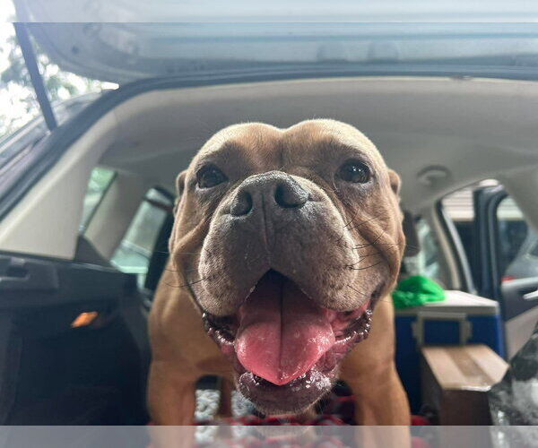 Medium Photo #8 American Bulldog-Unknown Mix Puppy For Sale in Derwood, MD, USA