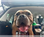 Small #7 American Bulldog Mix