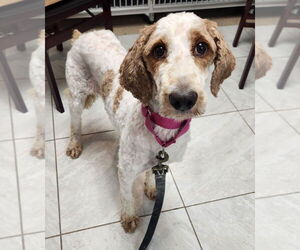 Golden Retriever Dogs for adoption in Walnutport, PA, USA