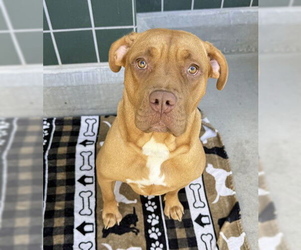 Medium Photo #3 American Pit Bull Terrier-Dogue de Bordeaux Mix Puppy For Sale in Rancho Cucamonga, CA, USA