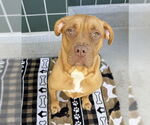 Small #2 American Pit Bull Terrier-Dogue de Bordeaux Mix