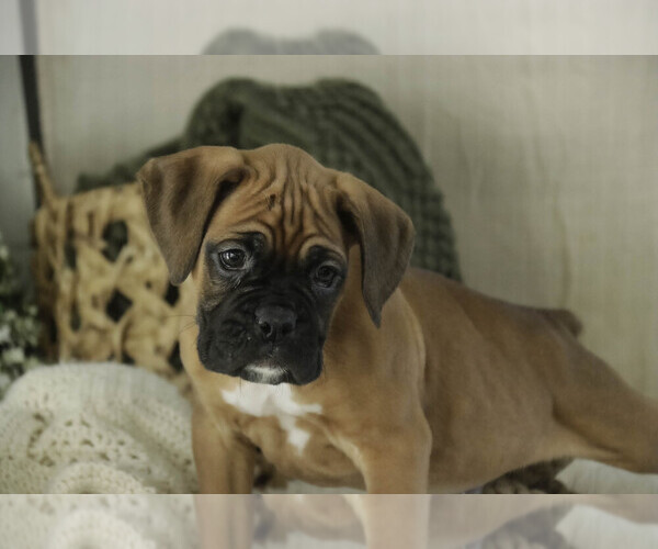 Medium Photo #3 Boxer Puppy For Sale in SHIPSHEWANA, IN, USA