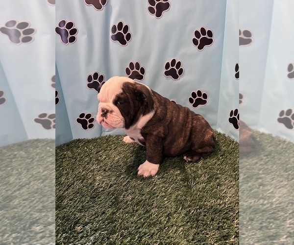 Medium Photo #4 Bulldog Puppy For Sale in BOWLING GREEN, KY, USA