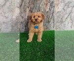 Small #2 Goldendoodle (Miniature)