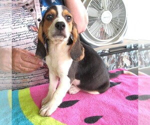 Beagle Puppy for Sale in RATTAN, Oklahoma USA