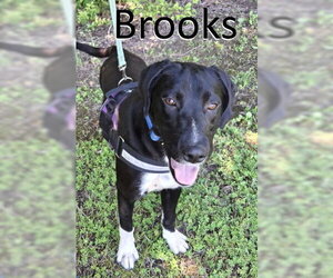 Labrador Retriever-Unknown Mix Dogs for adoption in Mountain View, AR, USA