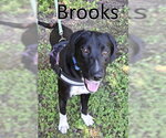 Small Labrador Retriever Mix