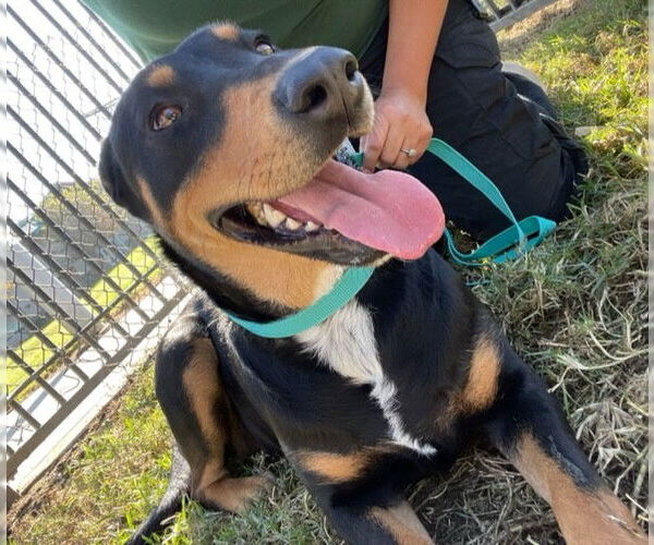 Medium Photo #1 Doberman Pinscher-Unknown Mix Puppy For Sale in Riverside, CA, USA