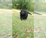 Small Photo #24 Aussiedoodle Puppy For Sale in CONWAY, SC, USA