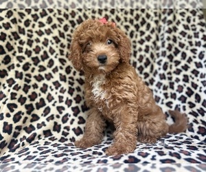 Cavapoo Puppy for sale in LAKELAND, FL, USA