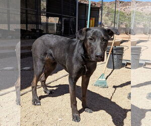 Mutt Dogs for adoption in Golden Valley, AZ, USA