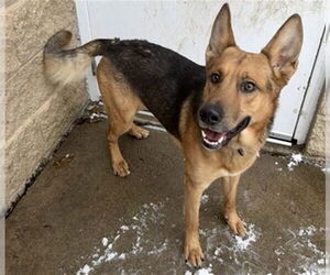 German Shepherd Dog-Unknown Mix Dogs for adoption in Aurora, IL, USA