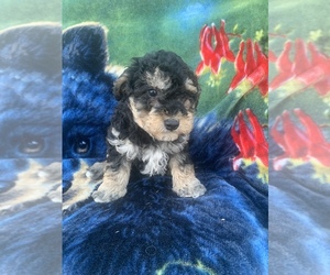 Poodle (Miniature) Puppy for sale in CARLISLE, KY, USA