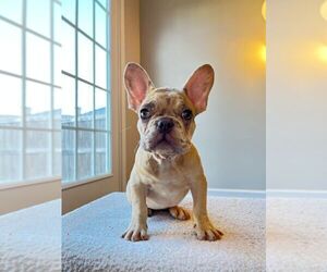 Medium French Bulldog