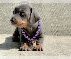 Dachshund Puppy for sale in MOORE HAVEN, FL, USA