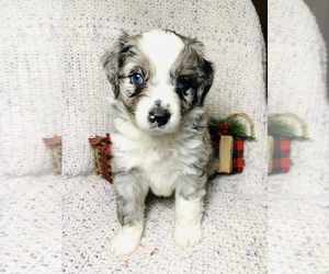 Australian Shepherd Puppy for sale in WEST PLAINS, MO, USA