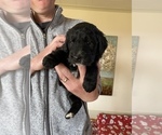 Small Photo #10 Bernedoodle-Golden Retriever Mix Puppy For Sale in BEULAH, MI, USA