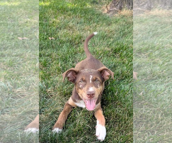 Medium Photo #2 Australian Shepherd-Unknown Mix Puppy For Sale in Germantown, OH, USA