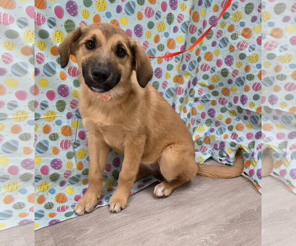 Medium Photo #2 Australian Retriever Puppy For Sale in Attalka, AL, USA