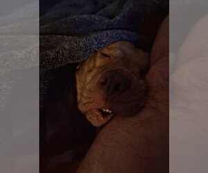 Bruce - Male Mutt Dog for Adoption - Photo #9