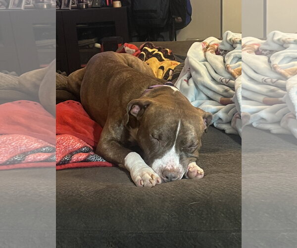 Medium Photo #12 Mutt Puppy For Sale in Gilberts, IL, USA