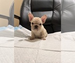 Puppy Puppy 2 French Bulldog