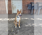 Small #1 German Shepherd Dog Mix