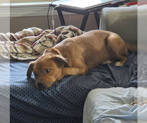 American Pit Bull Terrier-Unknown Mix Dogs for adoption in Oakhurst, NJ, USA