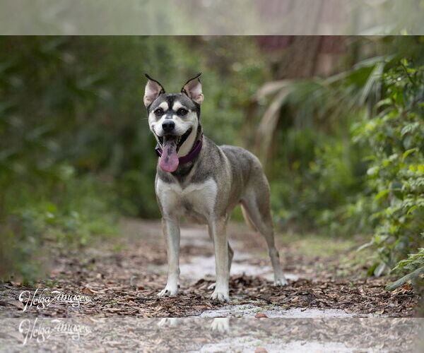 Medium Photo #3 Huskies -Labrador Retriever Mix Puppy For Sale in Tampa, FL, USA