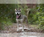 Small #2 Huskies -Labrador Retriever Mix