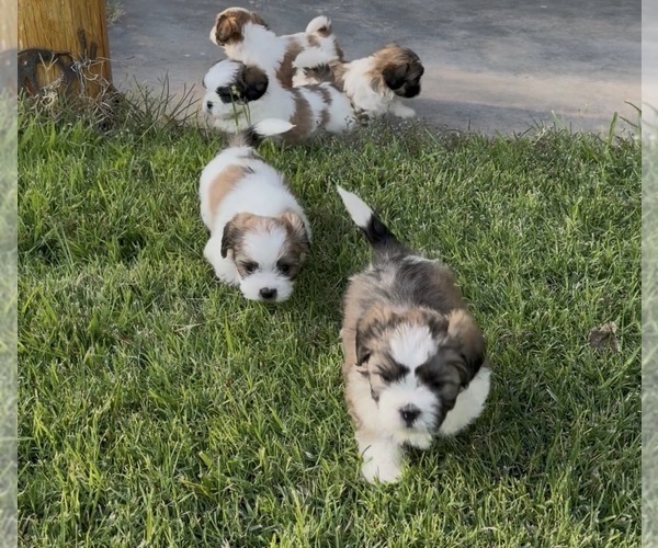 Medium Photo #1 Shih Tzu Puppy For Sale in ALBUQUERQUE, NM, USA