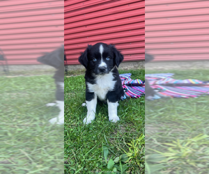 Miniature Australian Shepherd Puppy for sale in HOLDINGFORD, MN, USA