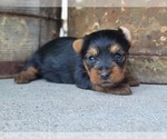 Small Photo #23 Yorkshire Terrier Puppy For Sale in MANES, MO, USA