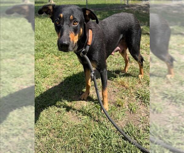 Medium Photo #1 Labrador Retriever-Unknown Mix Puppy For Sale in Conroe, TX, USA