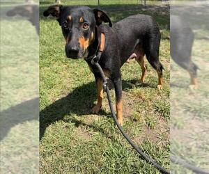 Labrador Retriever-Unknown Mix Dogs for adoption in Conroe, TX, USA