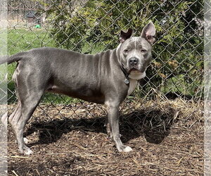 Lola - Female American Pit Bull Terrier Dog for Adoption - Photo #2