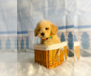 Goldendoodle (Miniature) Puppy for sale in KINSTON, NC, USA