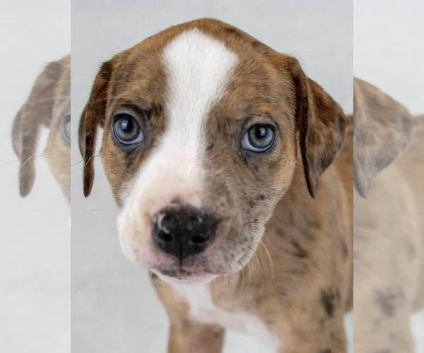 Medium Photo #1 Bulldog-Unknown Mix Puppy For Sale in Kennesaw, GA, USA