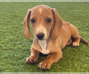Dachshund Puppy for sale in INDIANAPOLIS, IN, USA