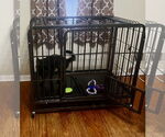 Small #9 Cairn Terrier Mix